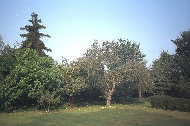Apple Tree